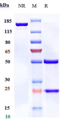 Anti-B7-H2/ICOSL/CD275 Reference Antibody (prezalumab) on SDS-PAGE under reducing (R) condition