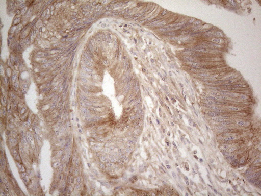 m01965 anti icos ligand icoslg mouse monoclonal antibody clone id oti2c5 ihc testing 4