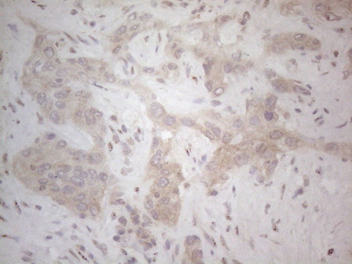 m01965 anti icos ligand icoslg mouse monoclonal antibody clone id oti2c5 ihc testing 5