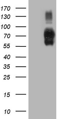 m01965 anti icos ligand icoslg mouse monoclonal antibody clone id oti2c5 wb testing 1