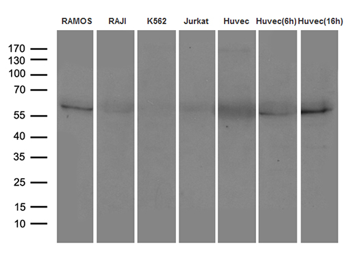 m01965 anti icos ligand icoslg mouse monoclonal antibody clone id oti2c5 wb testing 2