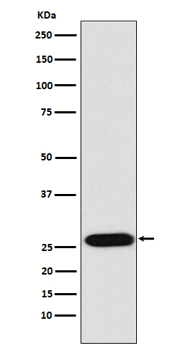 Western blot analysis of LIN28 expression in NCCIT cell lysate