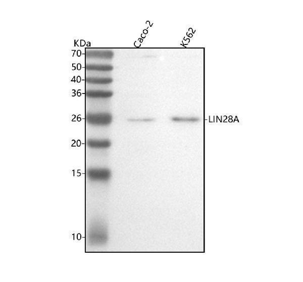 m01966 csdd1 primary antibodies wb testing 1