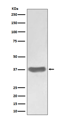 Western blot analysis of SFRP1 expression in A375 cell lysate
