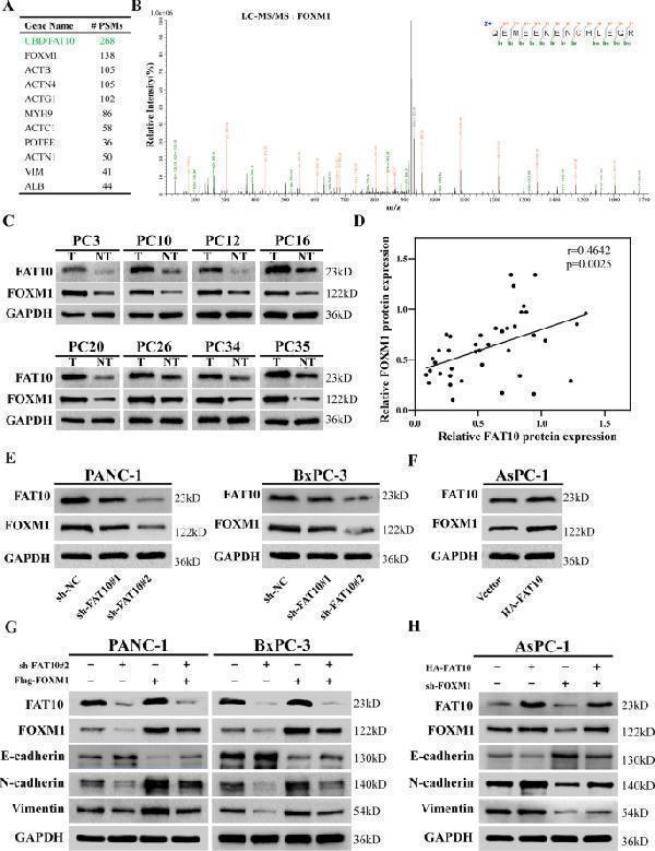 m01970 41419_2022_4960_fig5_html