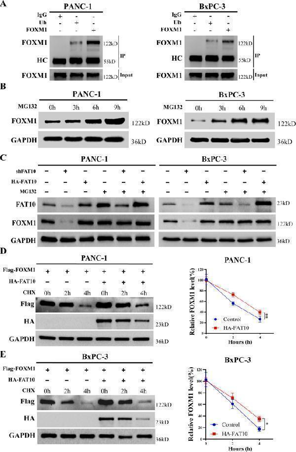 m01970 41419_2022_4960_fig6_html