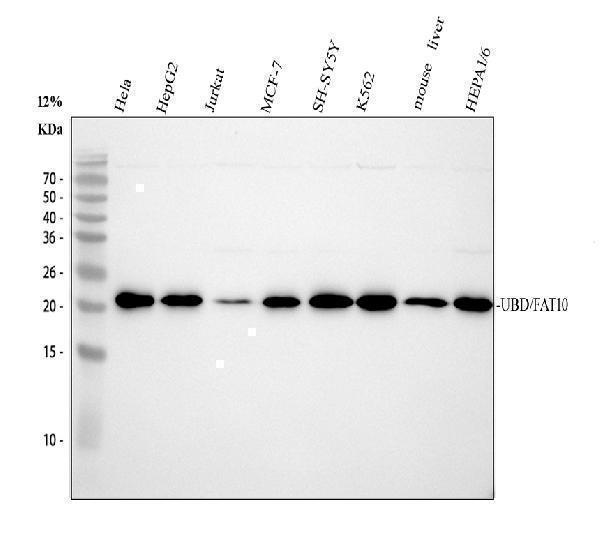 m01970 ubd primary antibodies wb testing 1