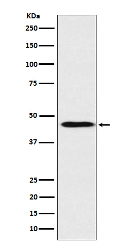 m01973 1 wb