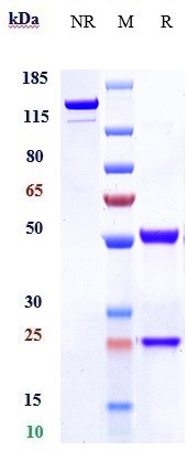 Anti-CD7 Reference Antibody (Persongen patent anti-CD7) on SDS-PAGE under reducing (R) condition