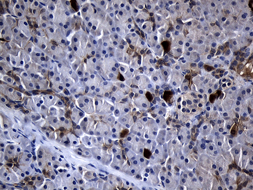 m01978 1 anti rrm2 mouse monoclonal antibody clone id oti3d3 ihc testing 4