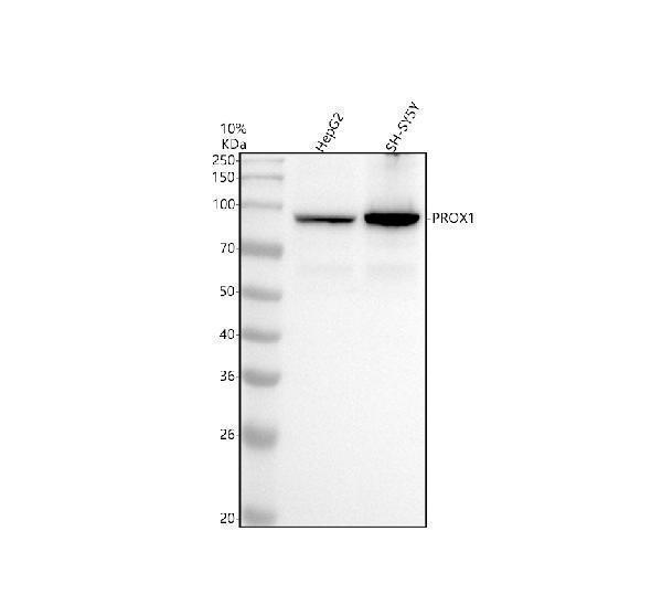 Western blot analysis of PROX1 using anti-PROX1 antibody (M01985-1)