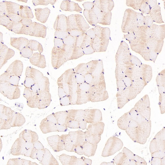 m01986 1 ihc9