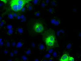 Anti-CDH13 mouse monoclonal antibody (M01986) immunofluorescent staining of COS7 cells transiently transfected by pCMV6-ENTRY CDH13