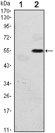 Western Blot analysis using PERK Monoclonal Antibody against HEK293 (1) and EIF2AK3-hIgGFc transfected HEK293 (2) cell lysate