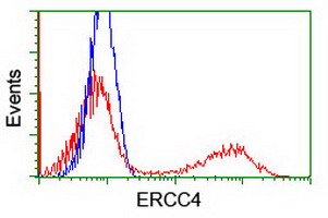 HEK293T cells transfected with either ERCC4 (Myc-DDK-tagged) overexpress plasmid (Red) or empty vector control plasmid (Blue) were immunostained by anti-ERCC4 antibody (M01993-1)