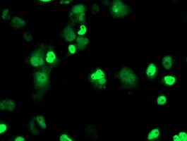 m01993 1 anti xpf ercc4 mouse monoclonal antibody clone id oti2a1 if testing 4