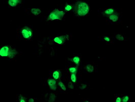 m01993 anti xpf ercc4 mouse monoclonal antibody clone id oti4e11 if testing 17