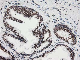 m01993 anti xpf ercc4 mouse monoclonal antibody clone id oti4e11 ihc testing 7