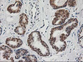 m01993 anti xpf ercc4 mouse monoclonal antibody clone id oti4e11 ihc testing 8