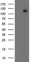 HEK293T cells were transfected with the pCMV6-ENTRY control (Left lane) or pCMV6-ENTRY ERCC4 (Right lane) cDNA for 48 hrs and lysed