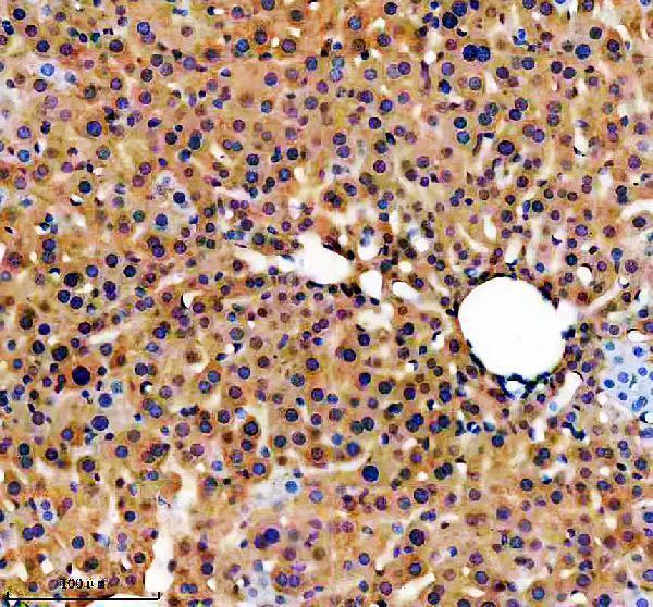 m01998 1 apoh primary antibodies ihc testing 3