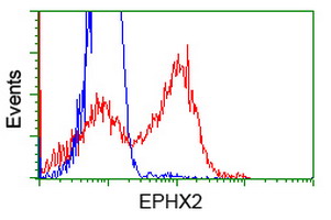 HEK293T cells transfected with either EPHX2 (Myc-DDK-tagged) overexpress plasmid (Red) or empty vector control plasmid (Blue) were immunostained by anti-EPHX2 antibody (M01999)
