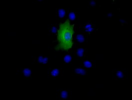 Anti-EPHX2 mouse monoclonal antibody (M01999) immunofluorescent staining of COS7 cells transiently transfected by pCMV6-ENTRY EPHX2