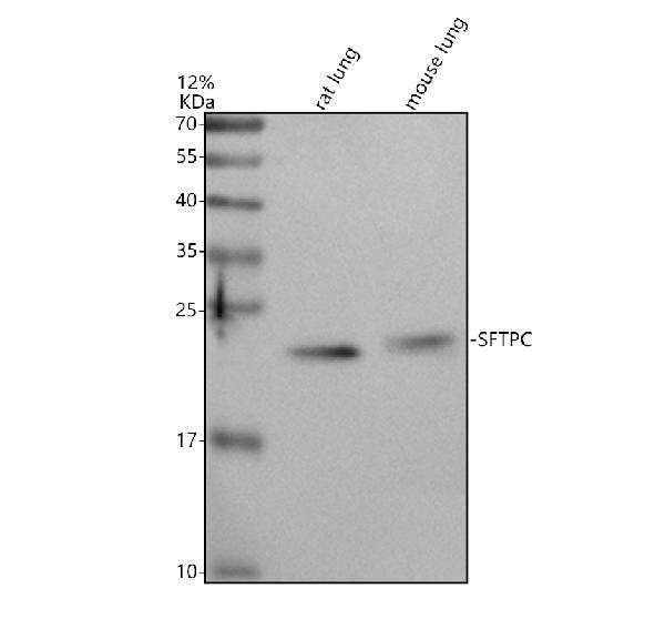 m02001 sftpc primary antibodies wb testing 1