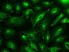 m02002 1 anti gad67 gad1 mouse monoclonal antibody clone id oti3g9 if testing 13