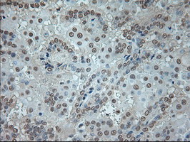 m02002 1 anti gad67 gad1 mouse monoclonal antibody clone id oti3g9 ihc testing 11