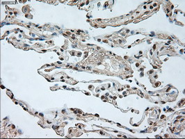 m02002 1 anti gad67 gad1 mouse monoclonal antibody clone id oti3g9 ihc testing 12