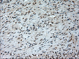 m02002 1 anti gad67 gad1 mouse monoclonal antibody clone id oti3g9 ihc testing 3