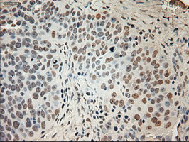 m02002 1 anti gad67 gad1 mouse monoclonal antibody clone id oti3g9 ihc testing 4