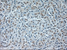 m02002 1 anti gad67 gad1 mouse monoclonal antibody clone id oti3g9 ihc testing 5