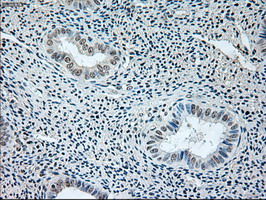 m02002 1 anti gad67 gad1 mouse monoclonal antibody clone id oti3g9 ihc testing 7