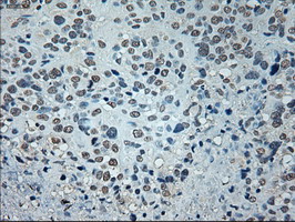 m02002 1 anti gad67 gad1 mouse monoclonal antibody clone id oti3g9 ihc testing 8
