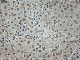 m02002 1 anti gad67 gad1 mouse monoclonal antibody clone id oti3g9 ihc testing 9