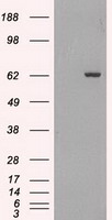 m02002 1 anti gad67 gad1 mouse monoclonal antibody clone id oti3g9 wb testing 1