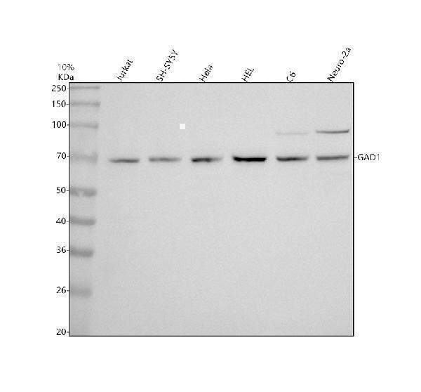Western blot analysis of GAD1 using anti-GAD1 antibody (M02002)