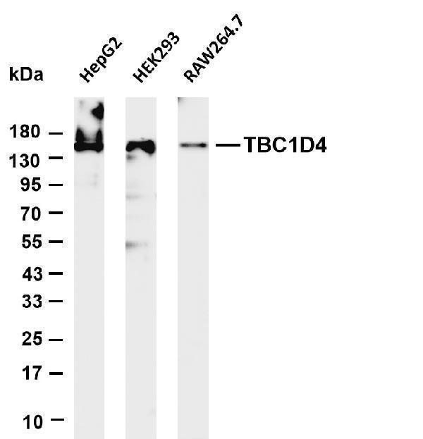 m02004 1 tbc1d4 primary antibodies wb testing 1