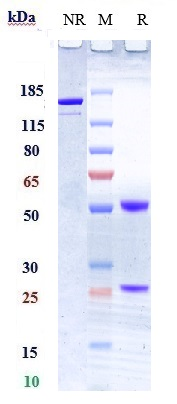 Anti-TNFSF12/TWEAK Reference Antibody (RO5458640) on SDS-PAGE under reducing (R) condition