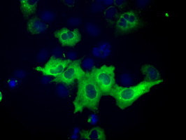 m02010 anti igf2bp2 mouse monoclonal antibody clone id oti3f9 if testing 12