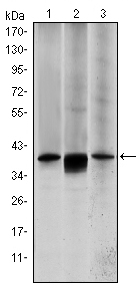 m02011 1 map2k6 primary antibodies ihc testing 2