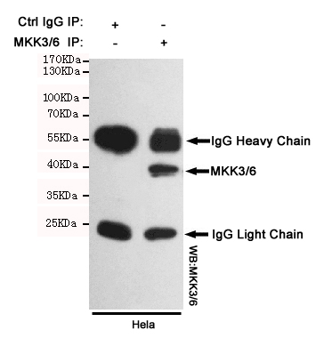m02011 2 map2k6 primary antibodies ip testing 1
