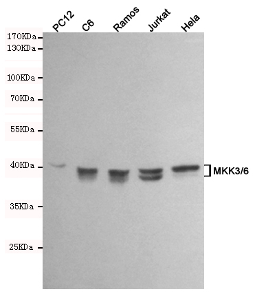 m02011 2 map2k6 primary antibodies wb testing 2