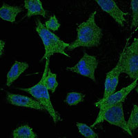 m02011 map2k6 primary antibodies if testing 3