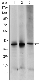 m02011 map2k6 primary antibodies wb testing 2