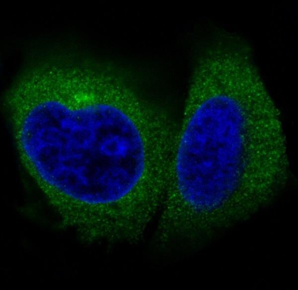Immunofluorescent analysis of Hela cells, using Actin Antibody