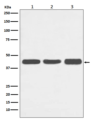 Western blot analysis of Actin expression in (1) HeLa cell lysate; (2) NIH/3T3 cell lysate; (3) C6 cell lysate