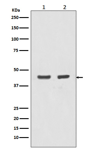 m02014 4 wb_1